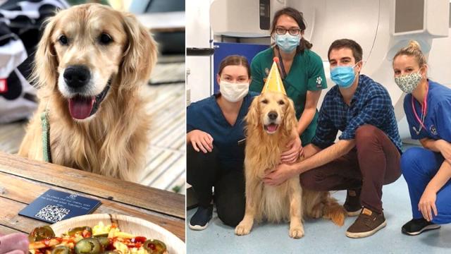 Golden Retriever With Brain Tumour Undergoes Radiotherapy