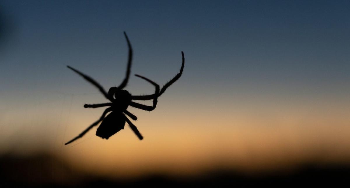 Spiders cover Australian region of Gippsland in cobwebs as they flee  flooding