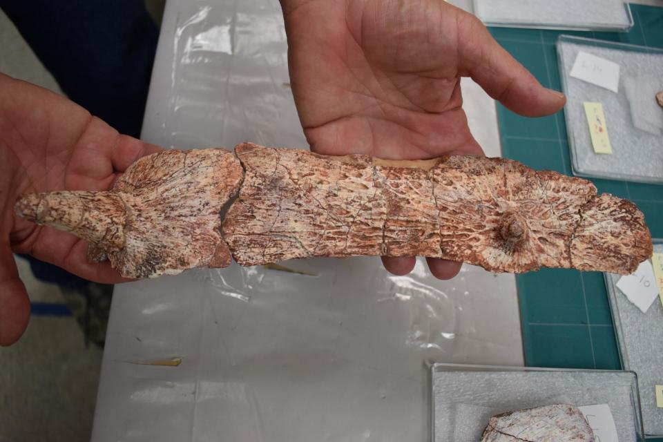 PHOTO: Co-author Bryan J. Small holding a pair caudal osteoderms of Garzapelta. (William Reyes/University of Texas at Austin)