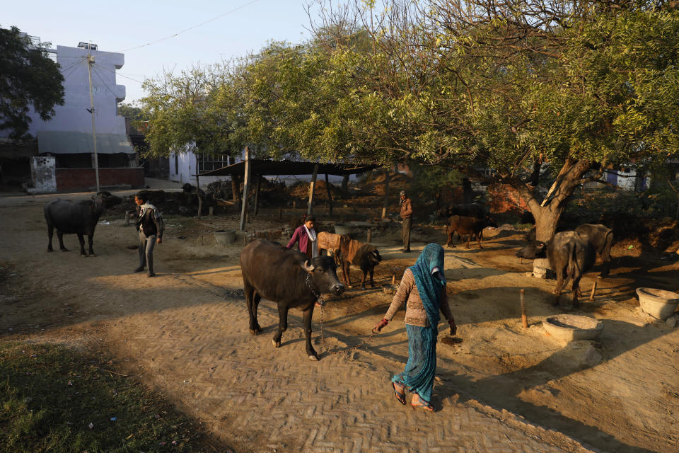 Indian farmer Ram Singh Patel, left, and his wife Kantee Devi, right, take out their cattle from their village house in Fatehpur district, 180 kilometers (112 miles) south of Lucknow, India, Saturday, Dec. 19, 2020. Patel's day starts at 6 in the morning, when he walks into his farmland tucked next to a railway line. For hours he toils on the farm, where he grows chili peppers, onions, garlic, tomatoes and papayas. Sometimes his wife, two sons and two daughters join him to lend a helping hand or have lunch with him. (AP Photo/Rajesh Kumar Singh)