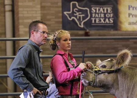 Stanley Kelley (L) and his daughter Kaley Kelley, both of College Station, Texas wait in a staging area prior to showing her Charolais steer in the prospects competition at the State Fair of Texas in Dallas, Texas October 2, 2013. For more than a century, ranchers and their kids have paraded cattle around the dusty show ring at the State Fair of Texas in Dallas, in a rite of passage that is part farm economics, part rural theater. Today, with U.S. auction prices for champion cattle topping $300,000 a head and hefty scholarship checks for winners at stake, the competitive pressures are intense. Many animals get muscle-building livestock drugs added into animal feed. Stanley Kelley said he uses the medicated feed additive Showmaxx on some of their steer. He said the product increases the amount of "middle meat" cuts like T-bone, rib eye, porter and sirloin steaks along the steer's back and also builds lean muscle in the hind quarter, known in show terms as "putting a butt on". The Charolais in the photo was not given Showmaxx. REUTERS/Mike Stone