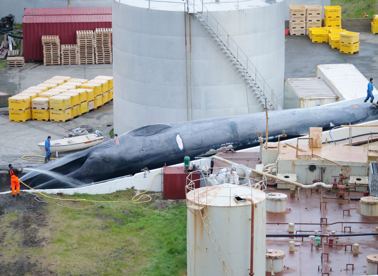 Images appear to show a captured blue whale being processed by whalers: Hard to Port