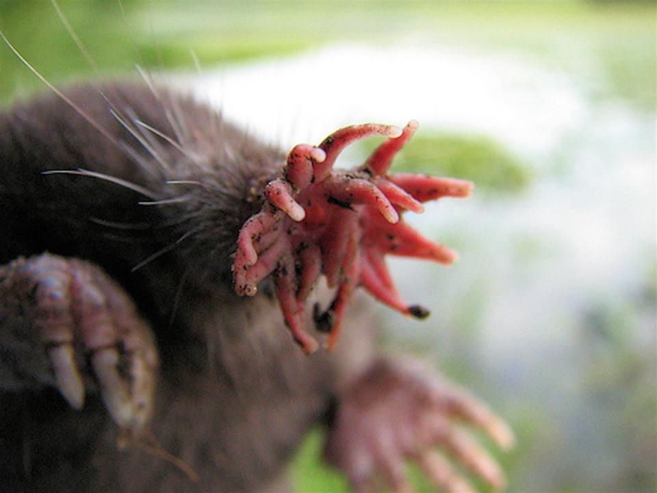 star nosed mole