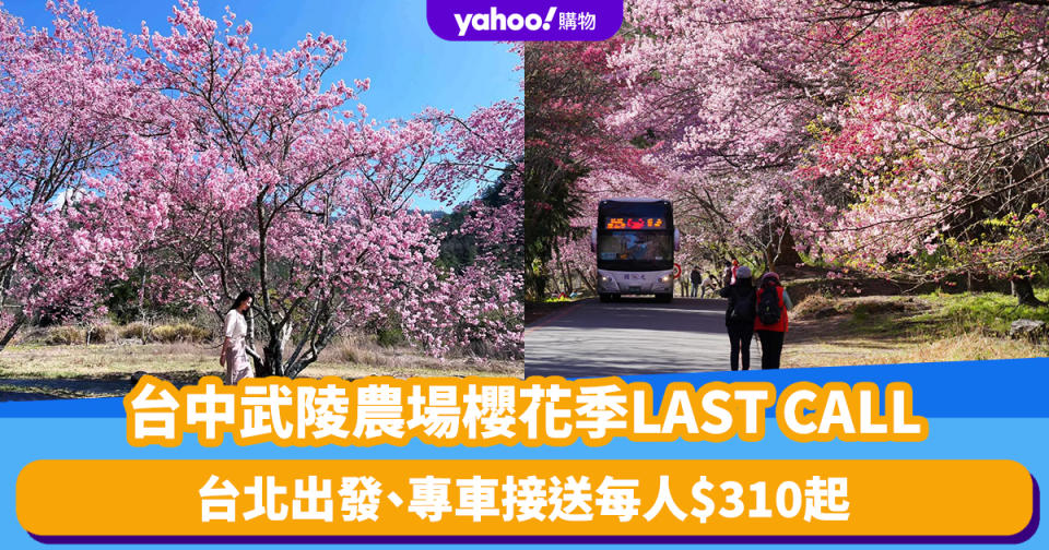 台灣櫻花2024｜台中武陵農場櫻花季LAST CALL！台北出發、專車接送每人$310起