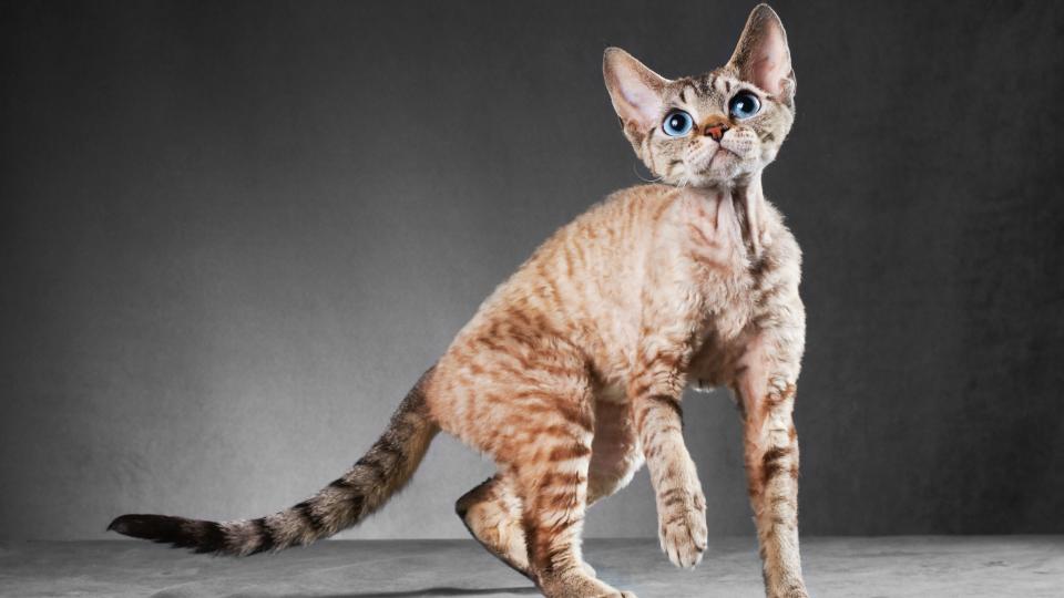 Studio shot of a Cornish Rex in motion