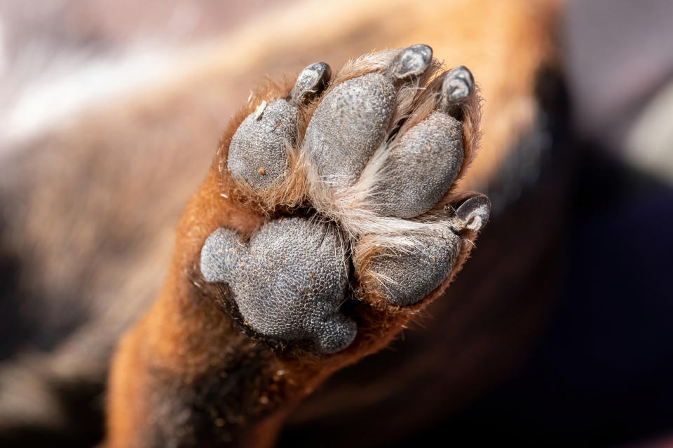 Closeup of a dog's paw