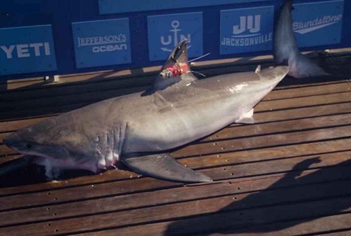 The shark caught and released for research by the nonprofit OCEARCH. University of South Carolina - Beaufort students were part of a May 2022 expedition through OCEARCH.