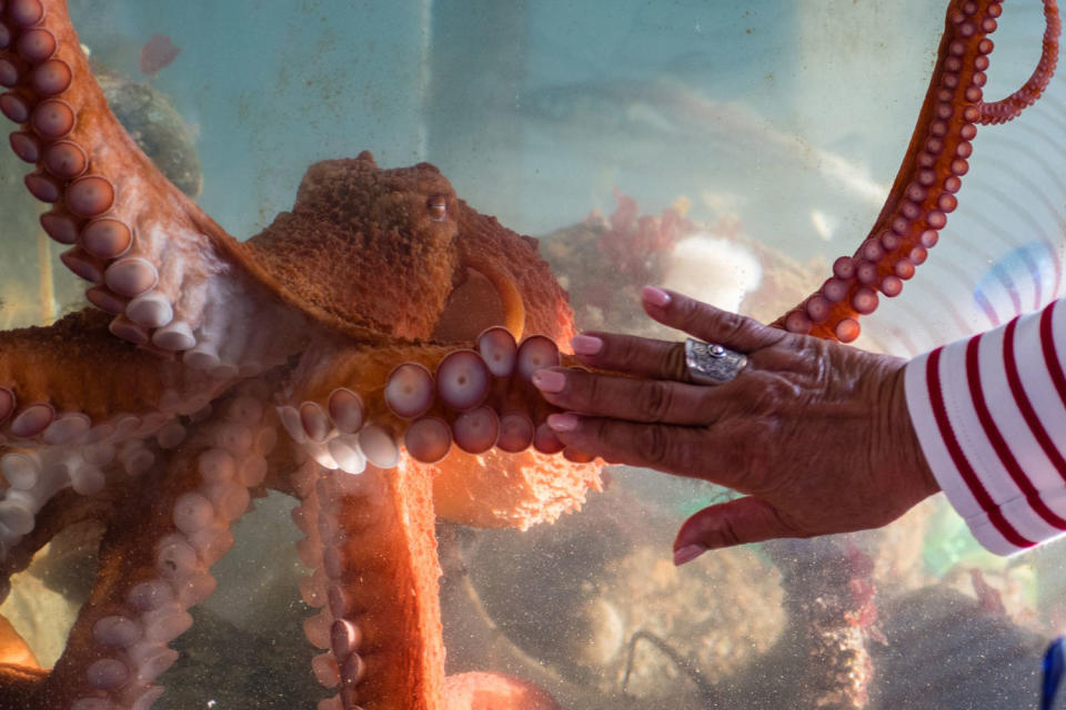 Octopus at the Marine Science Center in Port Townsend