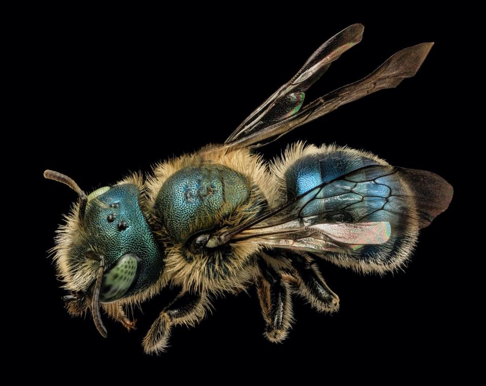 A cavity nester, the Maine blueberry bee is native and found in the wild in Wisconsin.