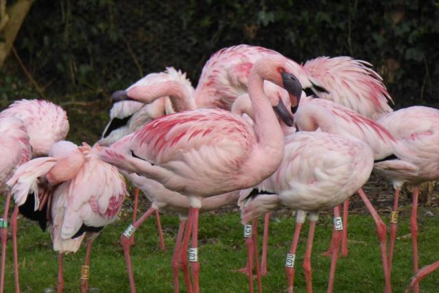 Meet FLAMINGO! Got yourself one of those cute PINK Target