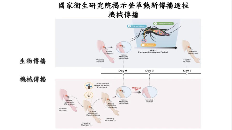 <strong>登革熱新傳播途徑。（圖／國衛院）</strong>