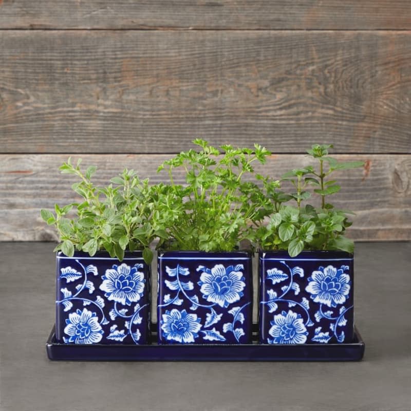 Williams-Sonoma Blue & White Ceramic Herb Tray with Pots, Set of 3