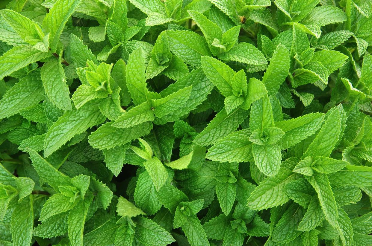 plants that repel bugs mint