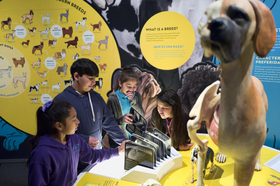 In this Tuesday, March 12, 2019 photo students from the Theodore Alexander Science Center School check an interactive display of the internal organs of different dogs at the California Science Center in Los Angeles. A new exhibit at the Los Angeles museum examines the relationship between dogs and humans and explores why the two species seem to think so much alike and get along so well. "Dogs! A Science Tail” opens Saturday at the California Science Center. (AP Photo/Richard Vogel)