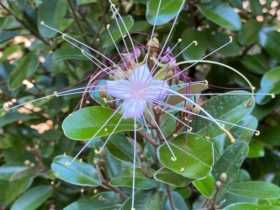 The Jamaica caper can resist hurricane-force winds and salt spray. Its flowers turn white to pink in April and May.