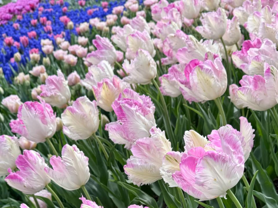 White tulips with pink, feathery edges. Behind. these tulips are purple and pink tulips.