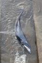 A small whale is seen stranded in the River Thames in this picture obtained via social media, in London, Britain