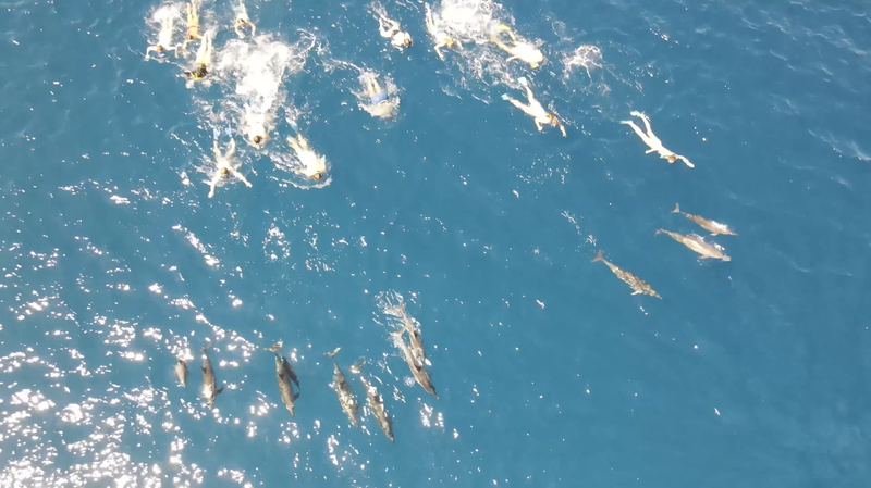 Hawaii state law requires swimmers to remain 50 yards away from spinner dolphins in the state’s waters.