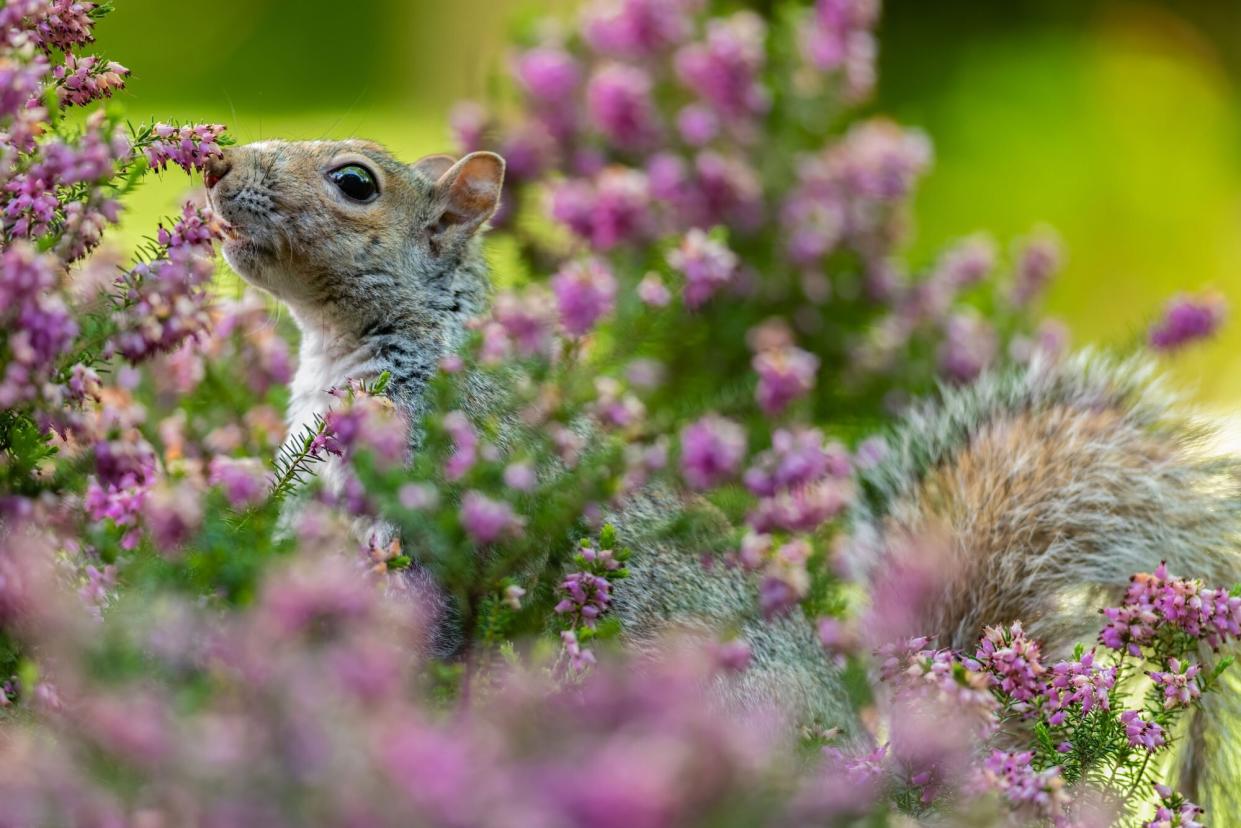 squirrel smelling flowers in garden