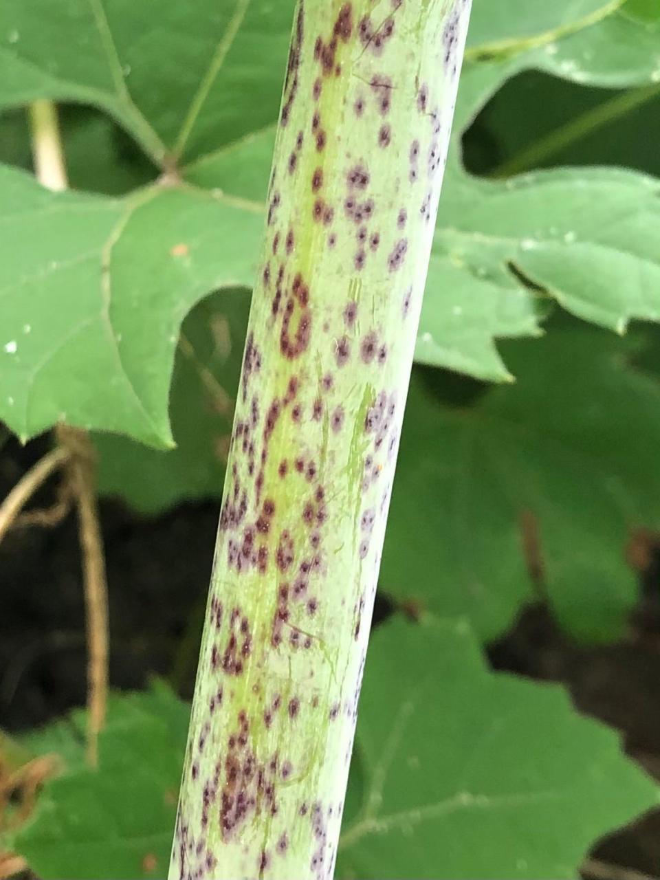 Poison hemlock can be distinguished from Queen Anne's lace by the purple spots on its stem.