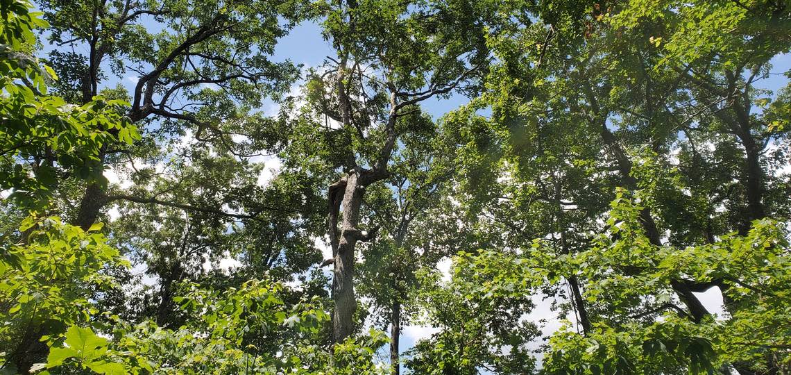 A white oak tree in the Daniel Boone National Forest in Eastern Kentucky.