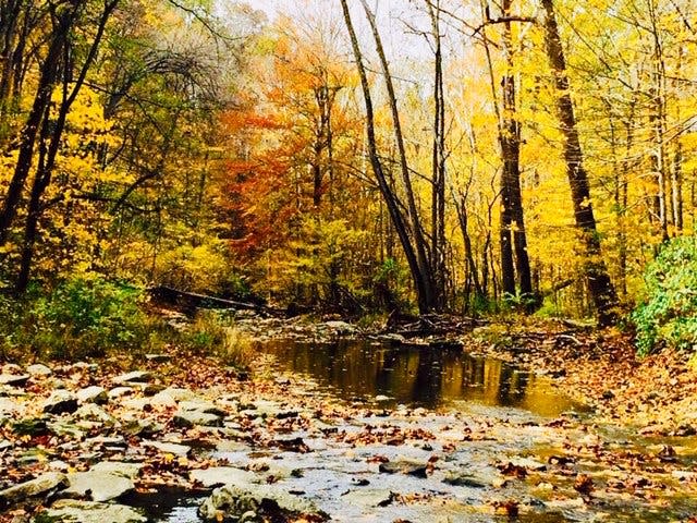 The Fallen Timber Creek on trail 3 at Versailles State Park.