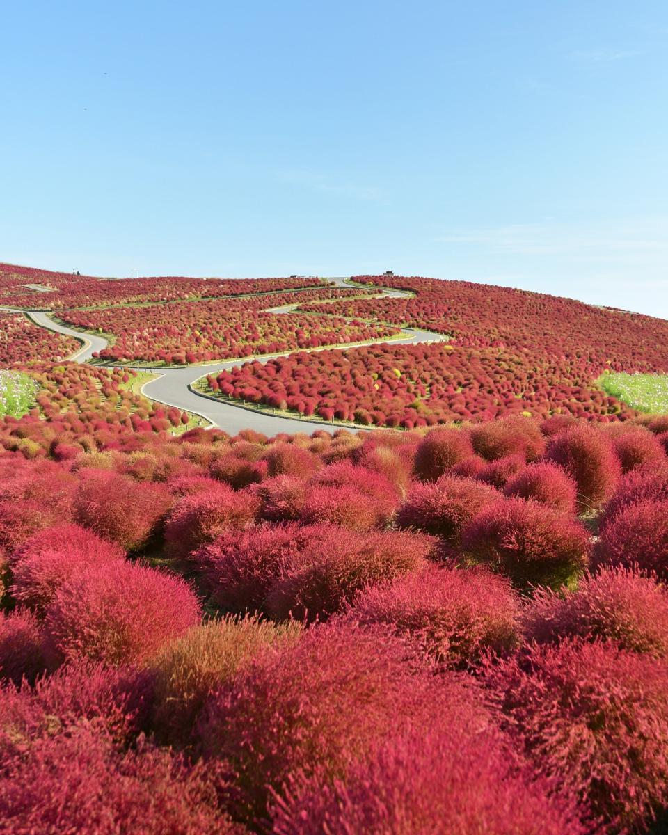 日本旅遊｜日本花季全攻略！一年四季花期、賞花景點推介一覽 4月紫藤花、鬱金香、芝櫻、粉蝶花