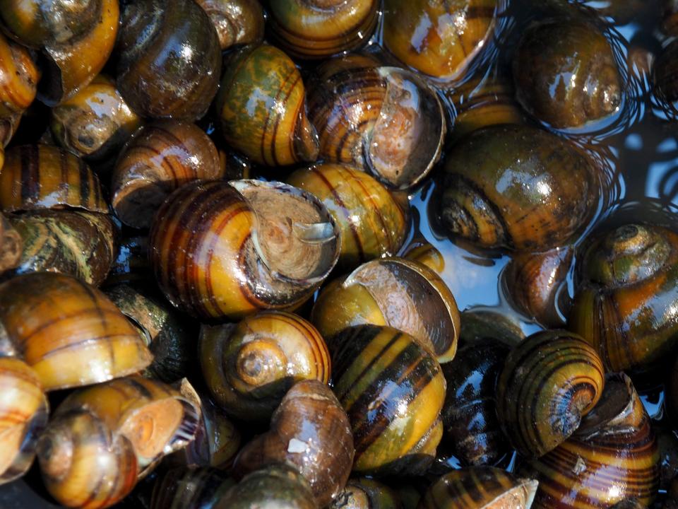 Periwinkles are a popular snack in British coastal towns, where they're more commonly known as "winkles."
