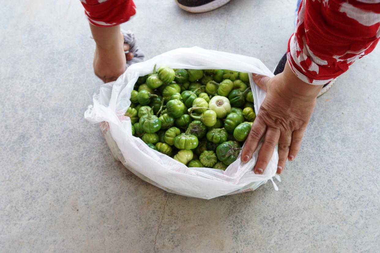 A customer at Rai Farm in Perry County displays a bag of bitter tomato, known in Nepali as "tite bi." The pick-your-own vegetable business caters to the Bhutanese-Nepali community of Greater Columbus.