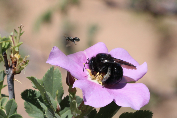 Utah bees
