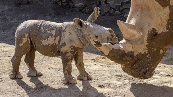 PHOTO: A male southern white rhino calf stands with his mother after playing in a mud wallow at Nikita Kahn Rhino Rescue Center at the San Diego Zoo Safari Park, Aug. 12, 2022. (Ken Bohn/San Diego Zoo Wildlife Alliance via AP)