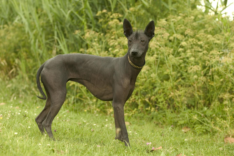 A xoloitzcuintlis, a Mexican hairless dog standing on grass in a garden. Used as bed warmers, pets and in ritual sacrifices, this breed of dog was widely kept in ancient Aztec settlements. / Credit: Getty Images