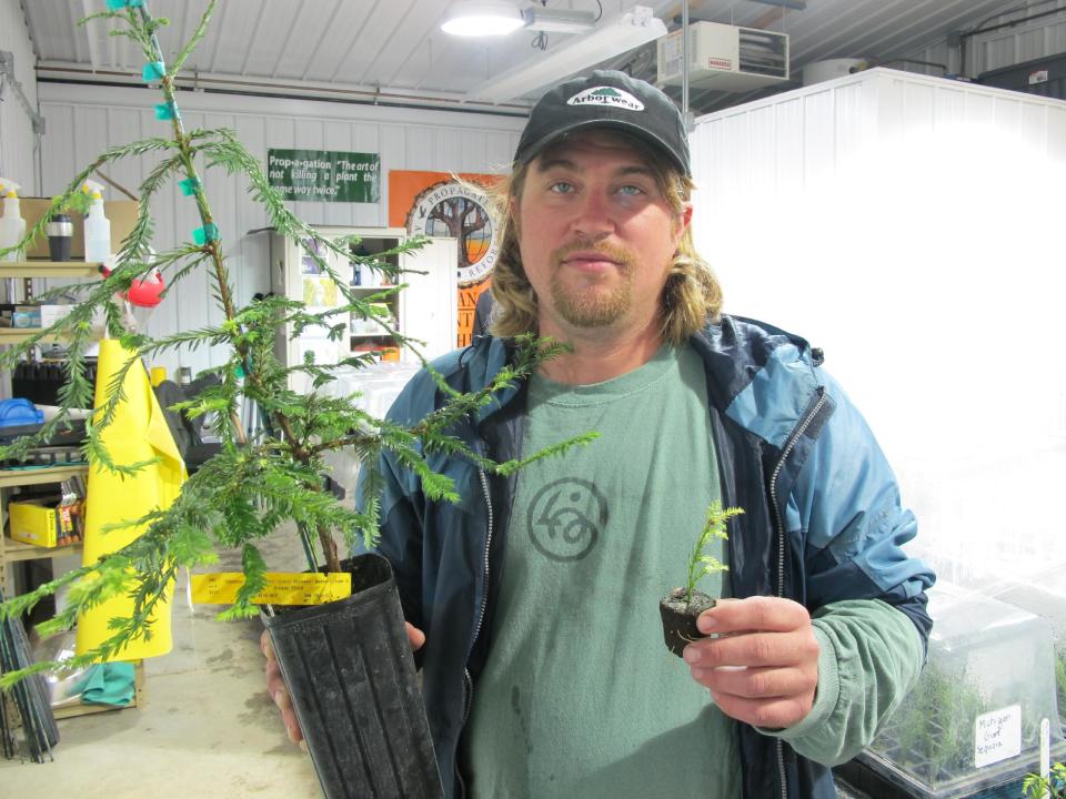 In this photograph taken April 18, 2013, Jake Milarch holds coastal redwood clones developed in the Archangel Ancient Tree Archive lab in Copemish, Mich. Milarch and other members of the nonprofit group hope to plant millions of redwood clones to reforest the planet and fight climate change. (AP Photo/John Flesher)