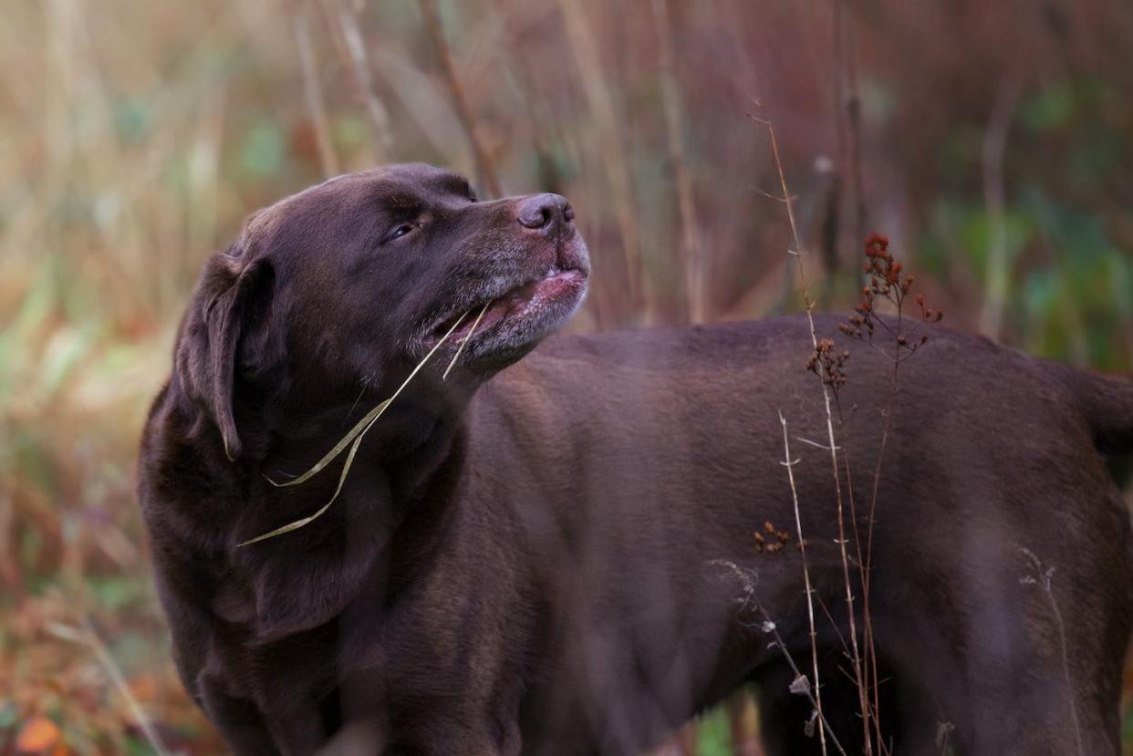 Les chiens digèrent-ils bien le blé ? Sara Hoummady, Fourni par l'auteur