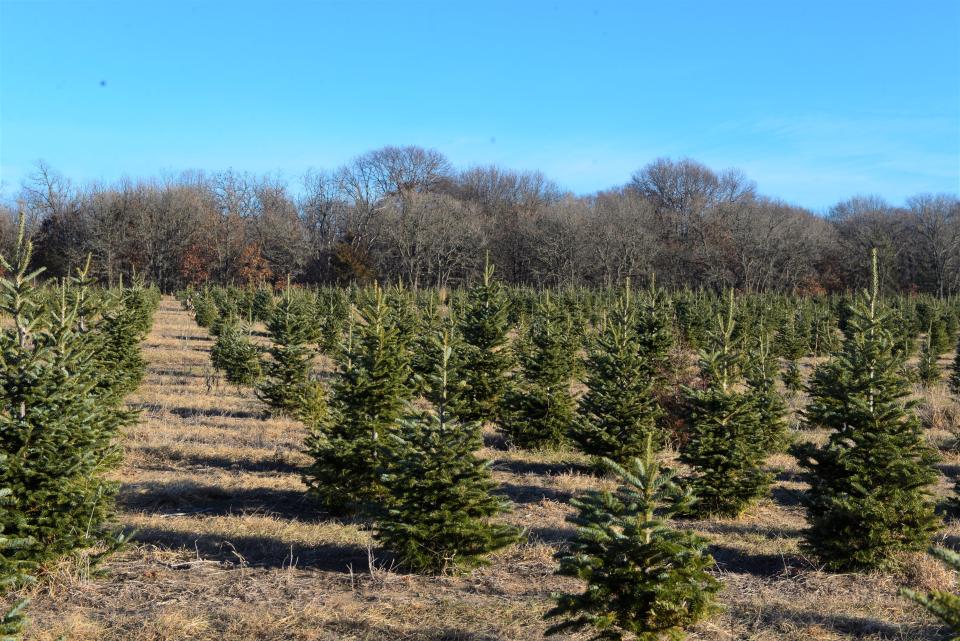 B&J Evergreen Tree Farm has any type of tree from small trees to large trees. This tree farm has many different types of trees as well to give people many options.