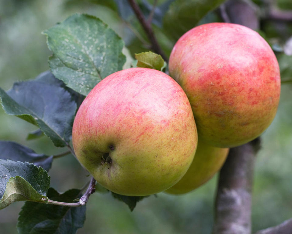 2. Malus domestica 'Annie Elizabeth'