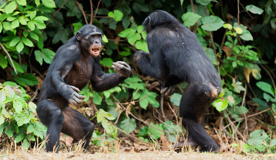 Chimpanzee Clan ‘Goes Ape’: Chimps Attack, Brutally Murder And Feast On