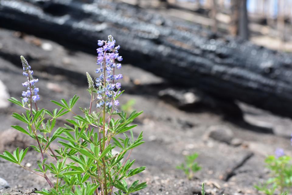 Wild lupine blooms near the closed Green Mountain Trail on the west side of Colorado's Rocky Mountain National Park on June 17 amid the burned soil left behind by the East Troublesome Fire.