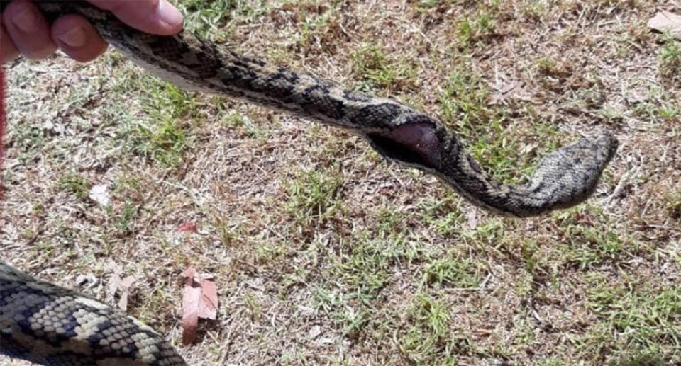 A Sunshine Coast man tried to pin the snake down with a metal pole. Source: Facebook/The Snake Catcher 24/7 Sunshine Coast