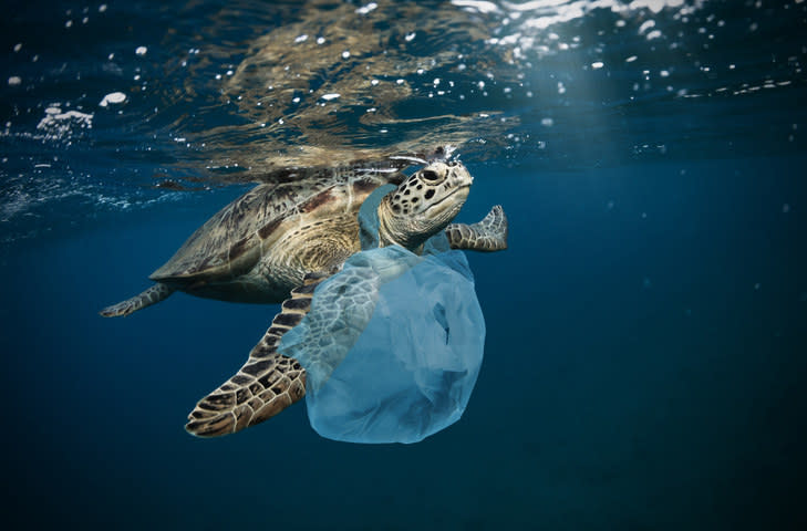 Turtle in the ocean with a plastic bag stuck on it