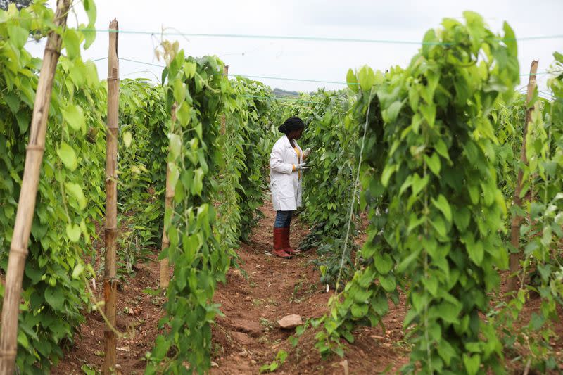 Fatoumata Ouattara, a PhD student, works at the yam plantation in Ibadan