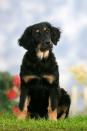 <p>Despite their funny-sounding names, Hovawarts are highly intelligent, devoted canines that not only are outstanding <a href="https://www.goodhousekeeping.com/life/pets/g5138/best-family-dogs/" rel="nofollow noopener" target="_blank" data-ylk="slk:family pets;elm:context_link;itc:0;sec:content-canvas" class="link ">family pets</a>, but also make great search-and-rescue dogs thanks to their excellent noses.<br></p><p><strong>Weight: 65-90 pounds</strong></p>