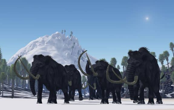 These dwarf mammoths were not woolly mammoths. Rather, the researchers suspect the beasts were more adapted to warmer environments, appearing more like modern African or Asian elephants, with a sparse covering of hair. They would've sported cur