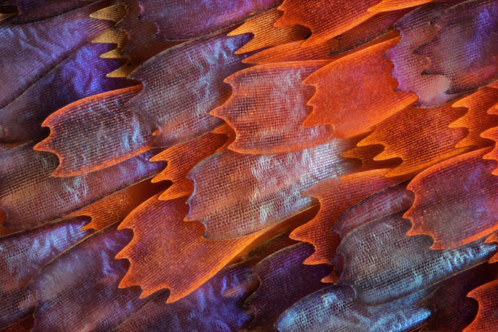 <b>10th place</b>: Charles Krebs, Issaquah, Washington, USA. Butterfly "Prola Beauty" (Panacea prola) wing scales, 200x. Image captured using diffused reflected illumination. (2012 Olympus BioScapes Digital Imaging Competition) <br> <br> <a href="http://olympusbioscapes.com/gallery/2012/index.html" rel="nofollow noopener" target="_blank" data-ylk="slk:Click here to see more entries from Olympus BioScapes 2012;elm:context_link;itc:0;sec:content-canvas" class="link ">Click here to see more entries from Olympus BioScapes 2012</a>