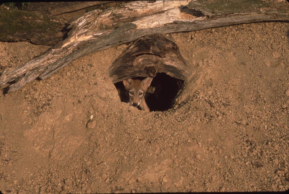 Baby coyote in a hole