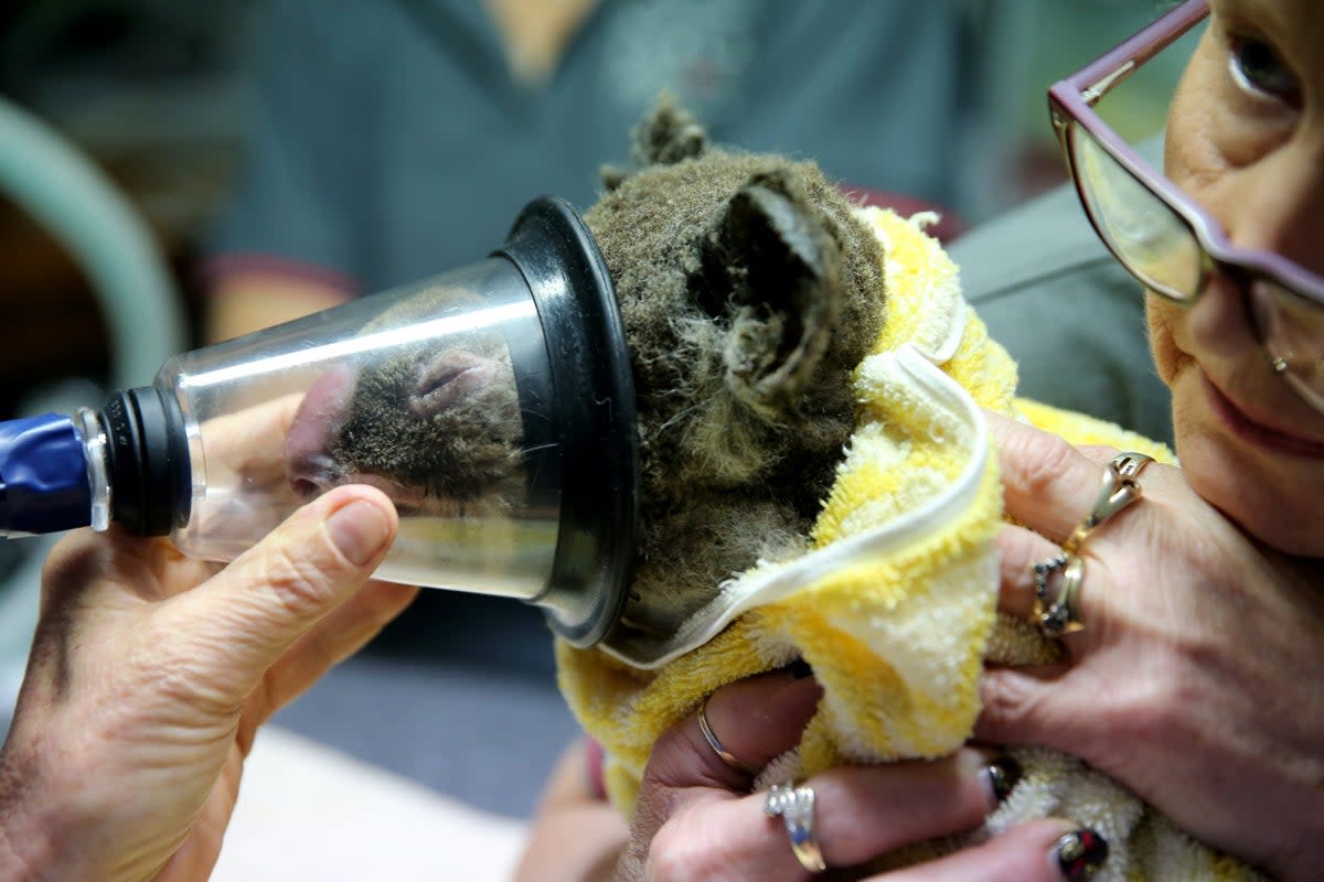 A koala named Kate from Bellangry State Forest is treated for burns at The Port Macquarie Koala Hospital (Getty)