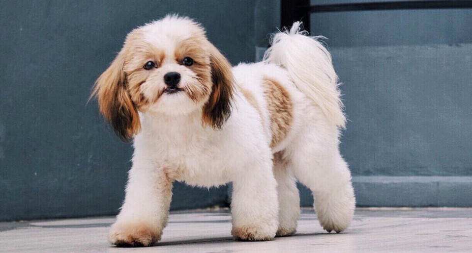 Pictured is a file photo of a Shih Tzu dog. A 34-year-old man has been arrested after he allegedly killed a Shih Tzu in an Auburn unit in Sydney's west. Source: Getty (file picture)