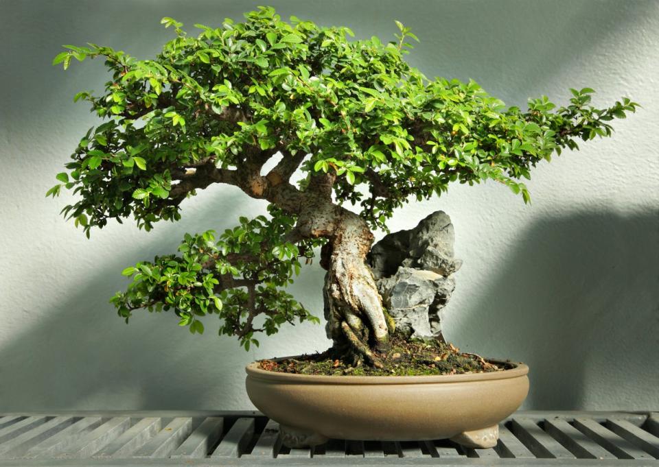 Chinese elm bonsai tree in a brown container.