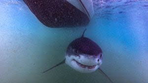 Watch out! First white shark of season spotted off Cape Cod