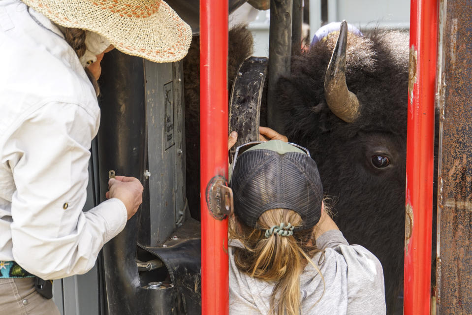 In this photo provided by Grand Canyon National Park, a bison looks out as wildlife biologists Miranda Terwilliger and Skye Salganek put a tracking collar on the animal at the North Rim of the park in Arizona, on Aug. 30, 2021. Officials at the Grand Canyon have been working to remove hundreds of bison from the North Rim, using a mix of corralling and relocating the animals, and a pilot project this year to allow select skilled volunteers to shoot certain bison. (Lauren Cisneros/Grand Canyon National Park via AP)